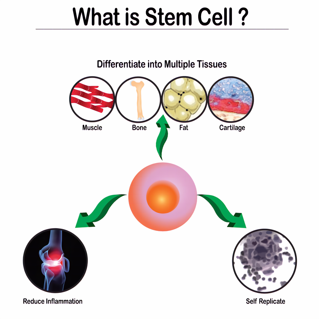 How stem cells work