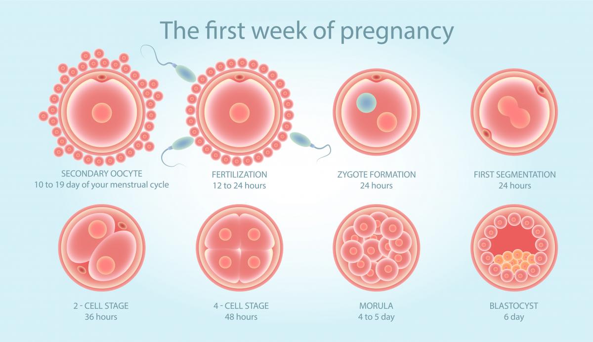 First week of pregnancy