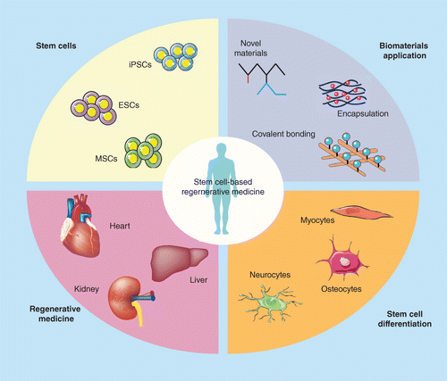 Treatment with mesenchymal stem cells: regenerative medicine of the future