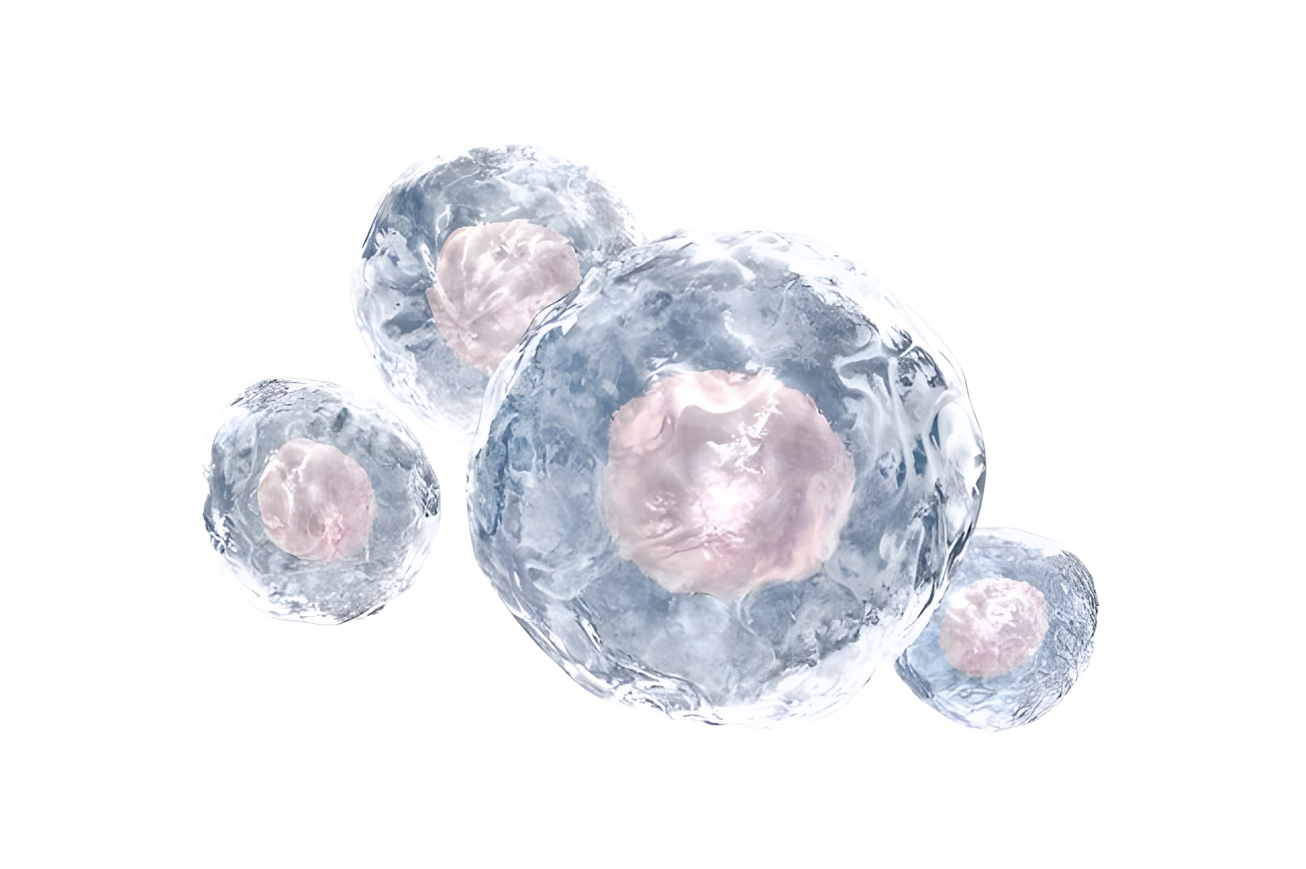 stem cells image